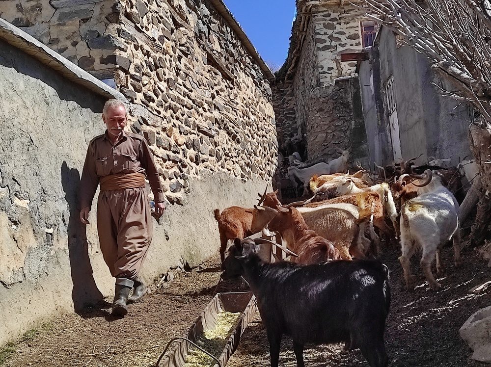 بز مرخز؛ نسلی در حال انقراض