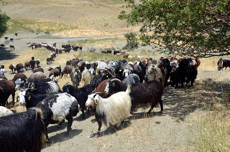 تصاویری زیبا از زندگی عشایر و دامداران در کردستان ترکیه
