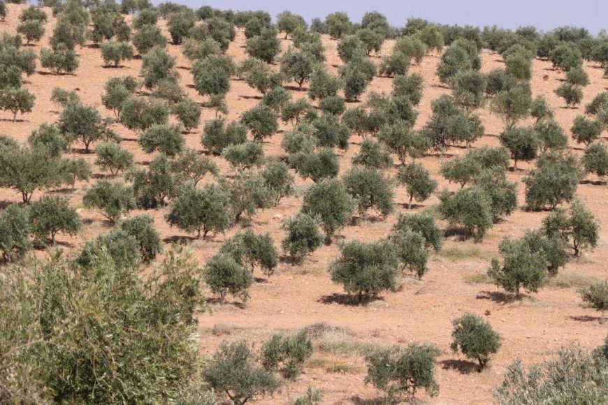 برداشت زیتون در کردستان سوریه آغاز شد؛ حملات ترکیه مانع برداشت زیتون توسط باغداران