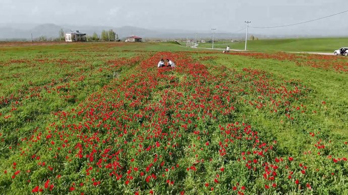 شکوفه‌های سرخ در دشت موش؛ لاله‌های واژگون جلوه‌ای از طبیعت جادویی کردستان ترکیه +فیلم