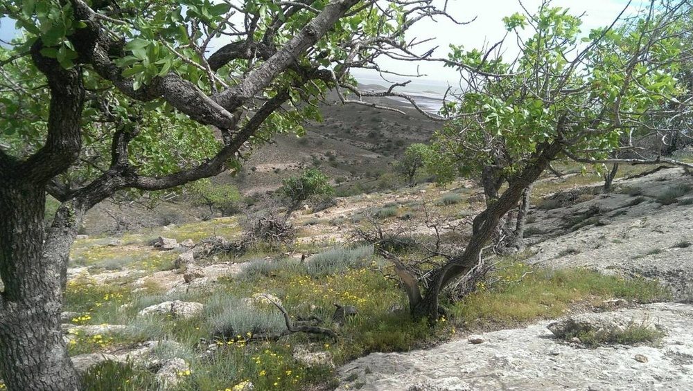 وضعیت زیستی جزایر پارک ملی دریاچه ارومیه مطلوب است