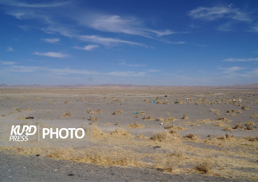 کشت سیب زمینی؛ برداشت خشکسالی