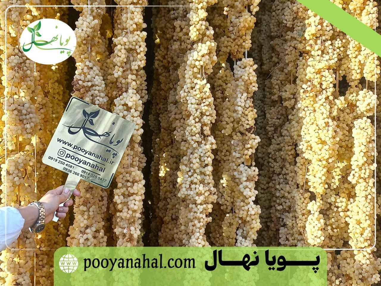 شاه رقم انگور مناطق کم آب؛ انگور بیدانه زرد (کشمشی)