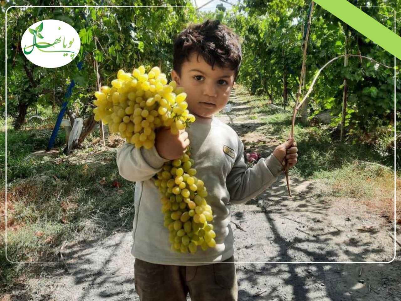 شاه رقم انگور مناطق کم آب؛ انگور بیدانه زرد (کشمشی)