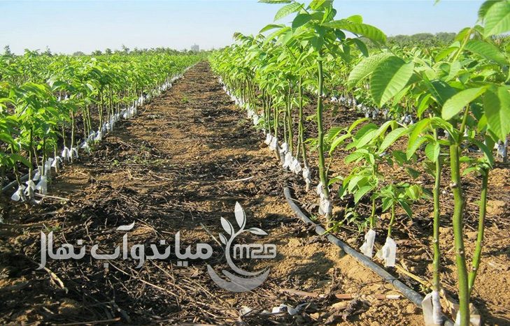نهالستان در سنندج