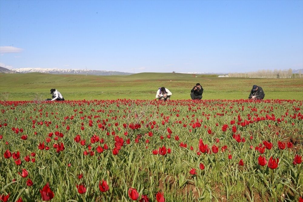 شکوفایی «لاله موش» در کردستان ترکیه؛ از جاذبه‌ای بومی تا سوژه‌ای جهانی برای مستندسازان