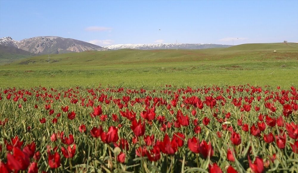شکوفایی «لاله موش» در کردستان ترکیه؛ از جاذبه‌ای بومی تا سوژه‌ای جهانی برای مستندسازان