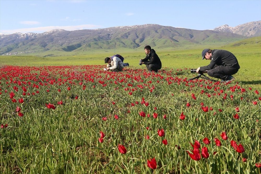 شکوفایی «لاله موش» در کردستان ترکیه؛ از جاذبه‌ای بومی تا سوژه‌ای جهانی برای مستندسازان