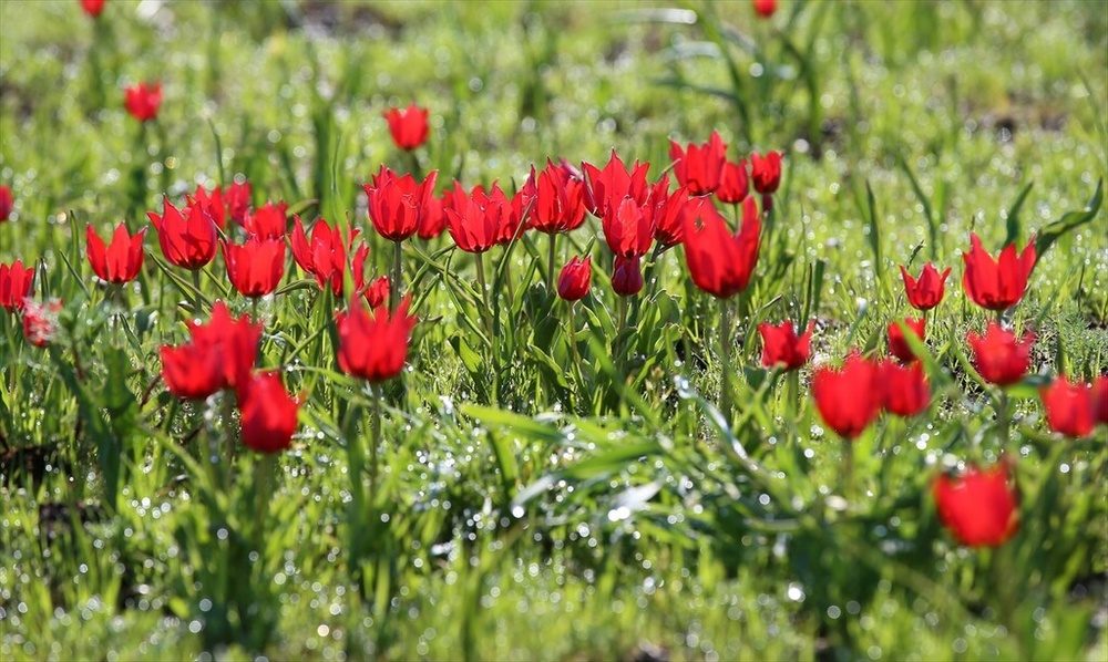 شکوفایی «لاله موش» در کردستان ترکیه؛ از جاذبه‌ای بومی تا سوژه‌ای جهانی برای مستندسازان