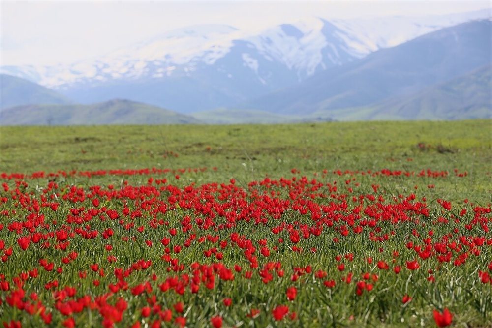 شکوفایی «لاله موش» در کردستان ترکیه؛ از جاذبه‌ای بومی تا سوژه‌ای جهانی برای مستندسازان