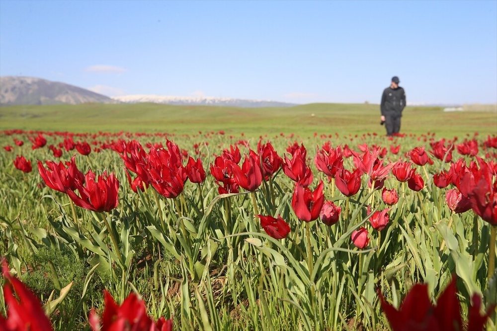 شکوفایی «لاله موش» در کردستان ترکیه؛ از جاذبه‌ای بومی تا سوژه‌ای جهانی برای مستندسازان