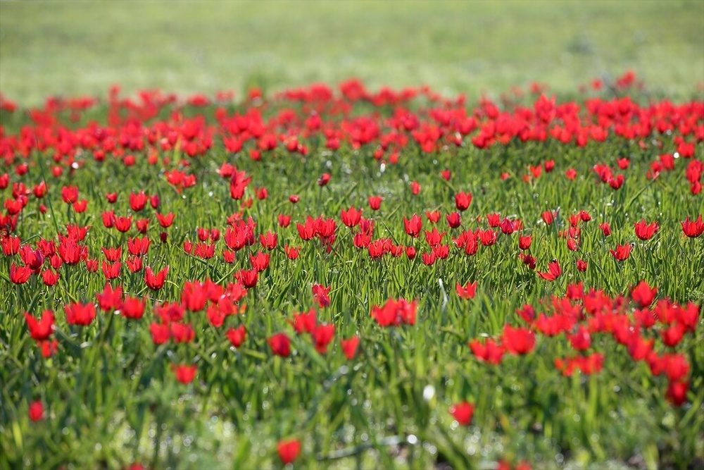 شکوفایی «لاله موش» در کردستان ترکیه؛ از جاذبه‌ای بومی تا سوژه‌ای جهانی برای مستندسازان
