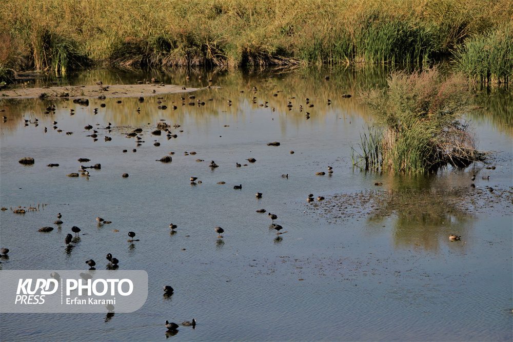 زریوار؛ تالابی که قربانی نمایش های مدیریتی شد