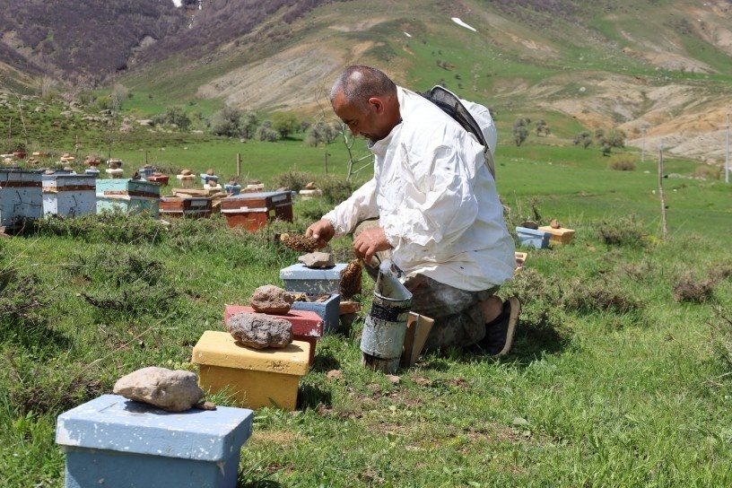موش؛ پایتخت تابستانی زنبورهای عسل در کردستان ترکیه