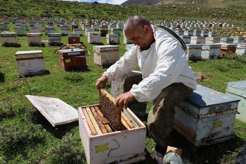 موش؛ پایتخت تابستانی زنبورهای عسل در کردستان ترکیه