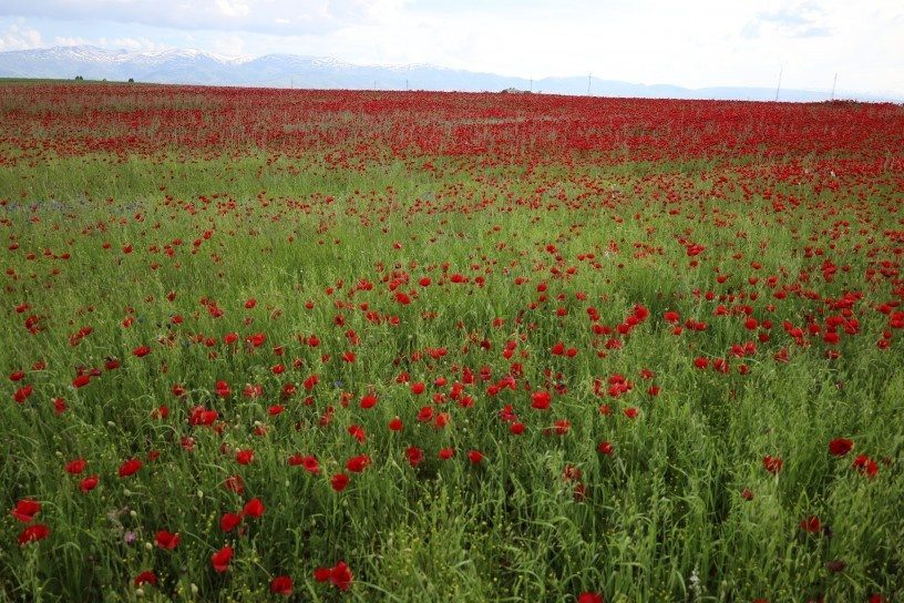 دشت موش غرق در سرخی شقایق‌ها