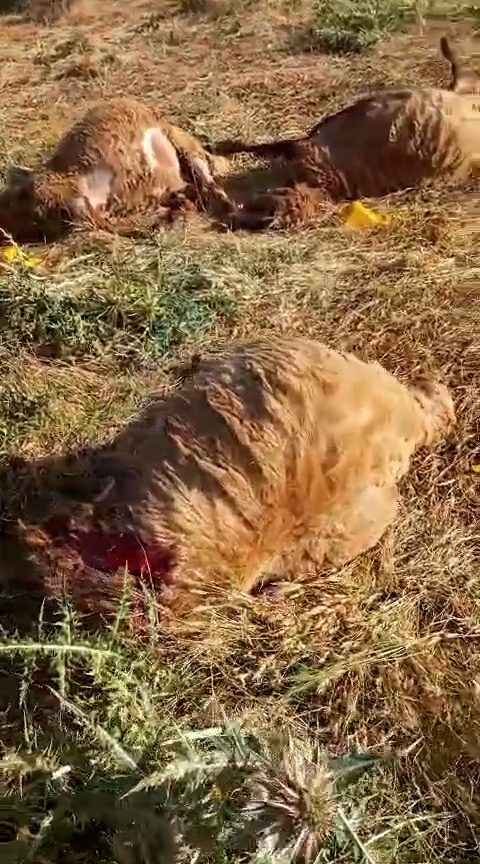 قتل عام بیش از ۱۰۰ گوسفند در حمله نیروهای گارد محلی به گله مردم در بیتلیس