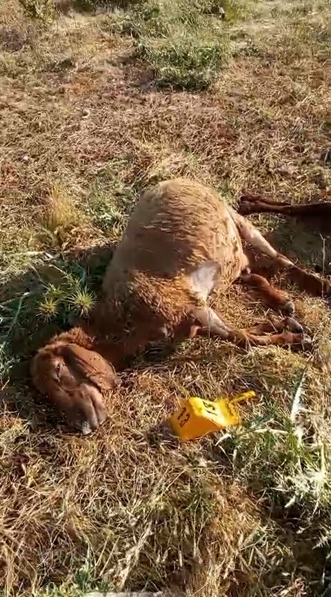 قتل عام بیش از ۱۰۰ گوسفند در حمله نیروهای گارد محلی به گله مردم در بیتلیس