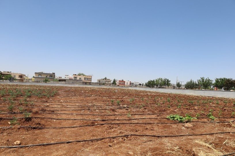 مزرعه زنان در ویرانشهر به بار نشست؛ زنان خواستار گسترش این طرح شدند + فیلم