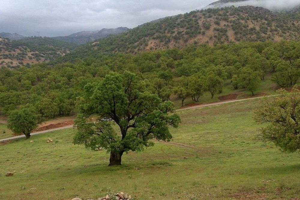 جنگل‌ های بلوط ایلام