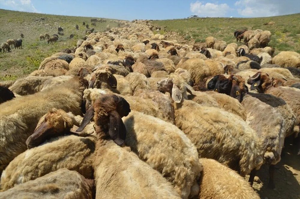 تصاویر کوچنشینان کُرد در دامنههای برفی و زیبای کوه کورتیک کردستان ترکیه