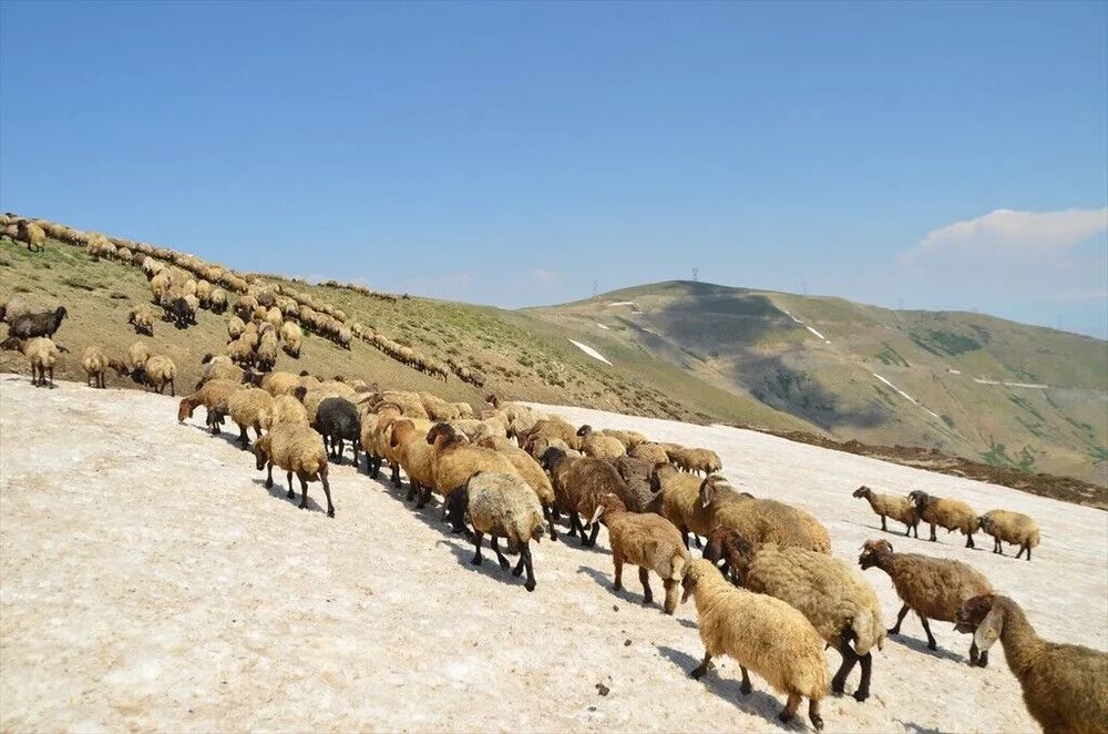 تصاویر کوچنشینان کُرد در دامنههای برفی و زیبای کوه کورتیک کردستان ترکیه