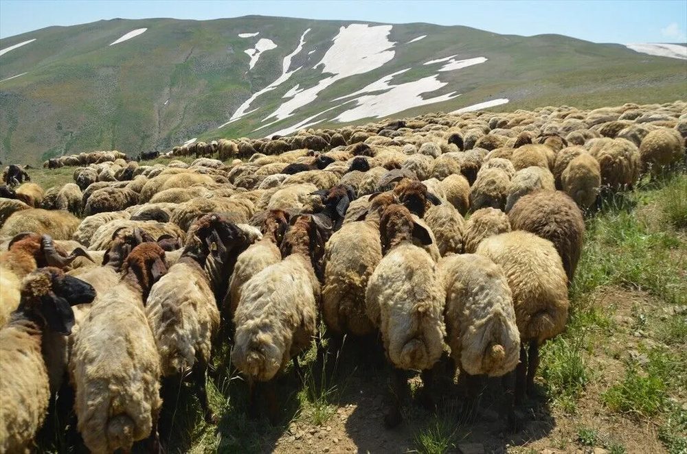تصاویر کوچنشینان کُرد در دامنههای برفی و زیبای کوه کورتیک کردستان ترکیه
