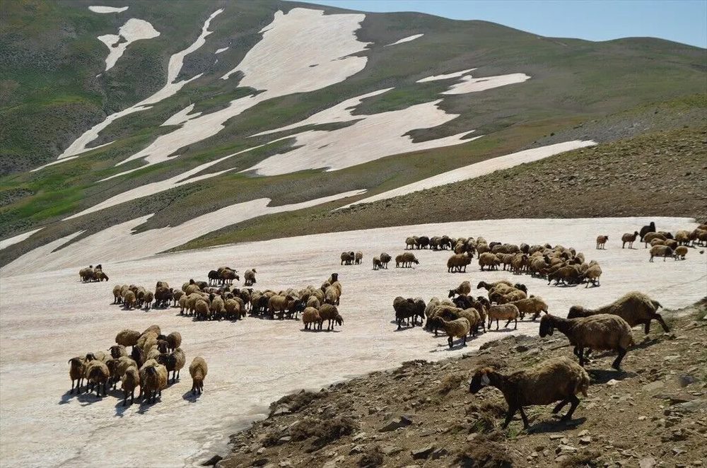 تصاویر کوچنشینان کُرد در دامنههای برفی و زیبای کوه کورتیک کردستان ترکیه