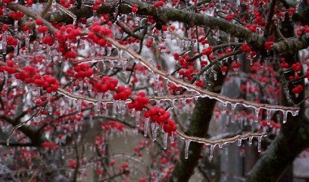 ١١ هزار هکتار از باغات آذربایجان غربی دچار سرمازدگی بهاره شدند