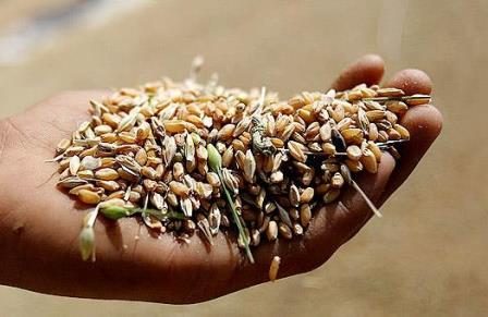 وضعیت بذر گندم و جو کشاورزان شمال سوریه چگونه است؟