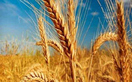 گندم و داستان تکراری نرخ پایین خرید تضمینی در کشور 
