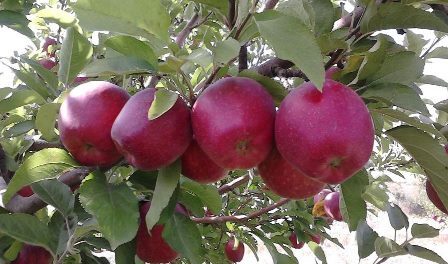 نقشه راه سیب در آذربایجان غربی به زودی اجرا می شود