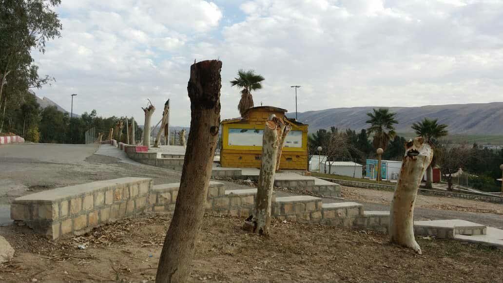 درختانی که در سکوت مسئولان سرپل ذهاب قطع می شوند