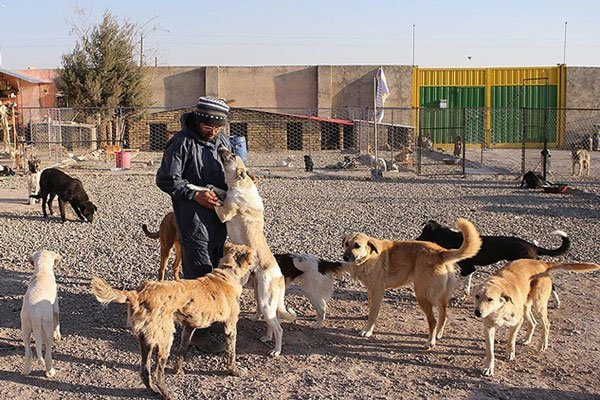شفاف سازی علت بحران در پناهگاه سگ های بوکان