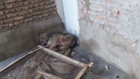 گورگێک لە عەزرەتی برسێتی خۆی بە ماڵی هاووڵاتییێکدا دەکات