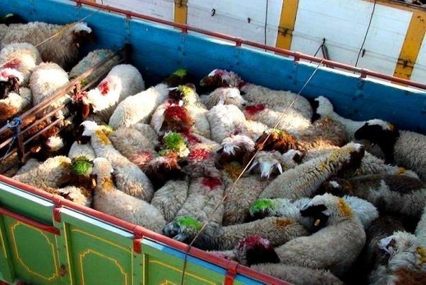 کشف ۱۵۰۰ راس احشام قاچاق و یک میلیون نخ سیگار قاچاق در ایلام