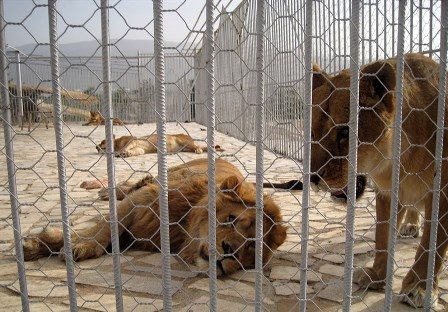 ورود سازمان حفاظت محیط زیست کشور به قضیه باغ وحش ارومیه/علت اصرار بر بقای این مکان اسفناک چیست؟