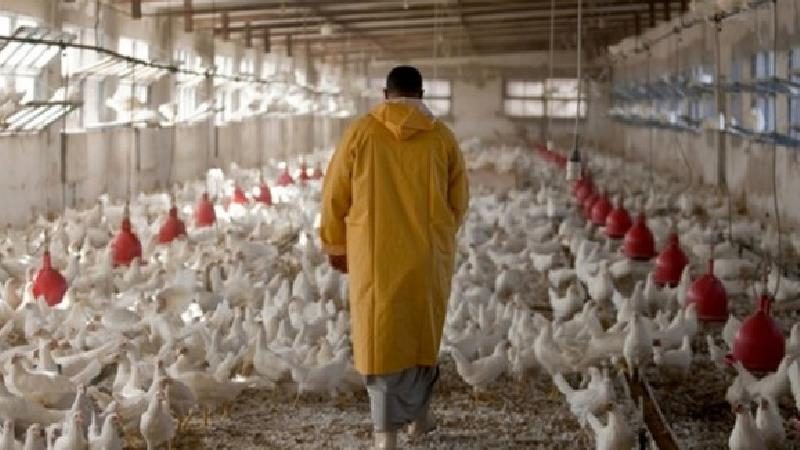 استمرار کاهش تولید مرغ در کشور تامین این کالا را دشوار می سازد