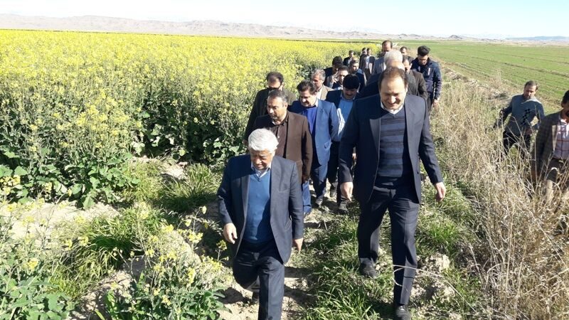 افزایش 6 درصدی سطح زیر کشت گندم ایران / ضرورت توسعه کشت گلخانه‌ای در ایلام