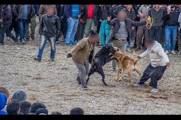 معرفی 5 متهم حیوان آزاری به دادگاه در سردشت /سوزاندن یک قلاده سگ و توله هایش در سردشت