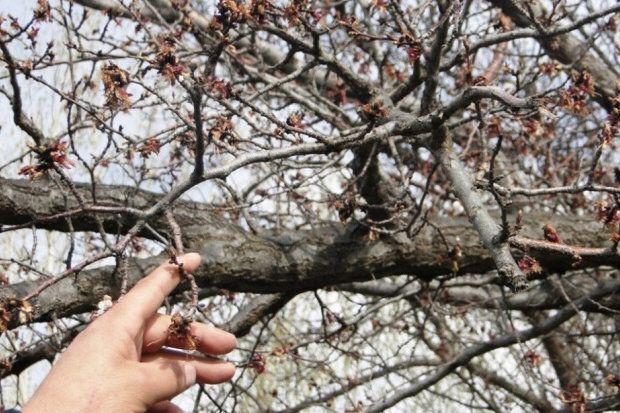 سرمازدگی و باران 10 میلیارد خسارت به باغات زیتون دالاهو زد