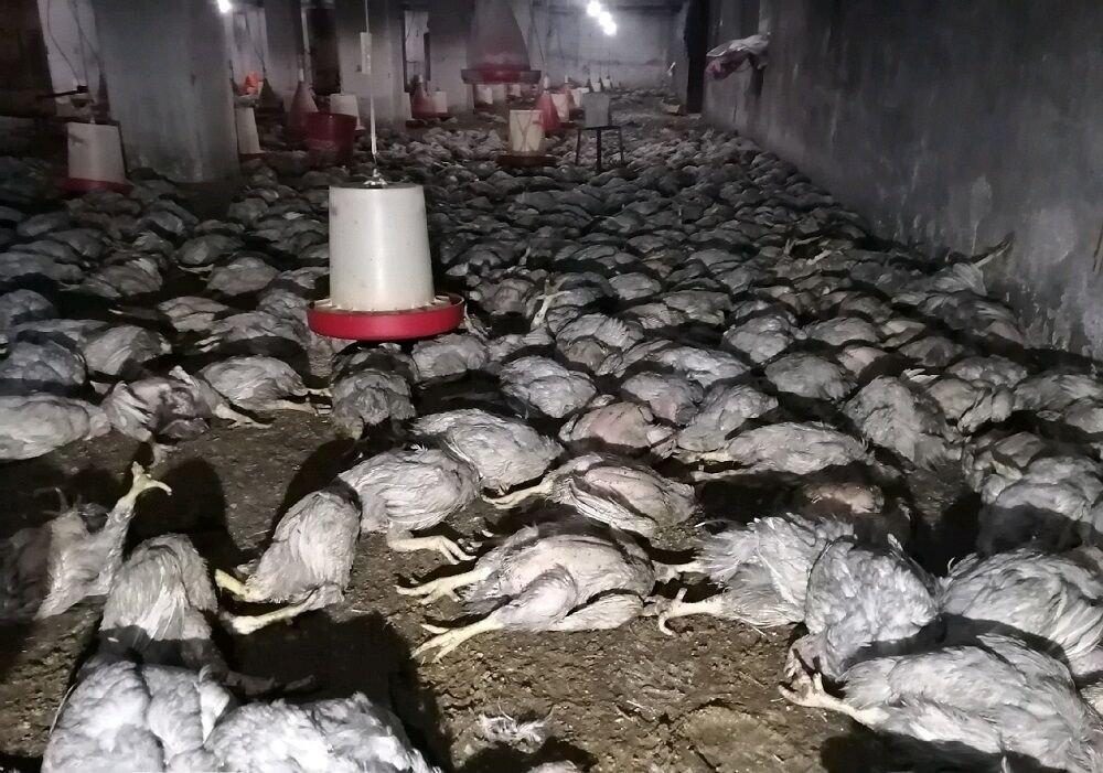 تلف شدن بیش از ۶ هزار قطعه مرغ طی آتش‌سوزی مرغداری در بوکان