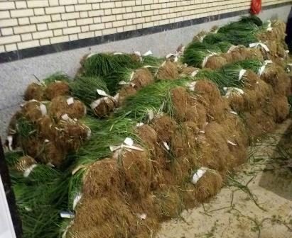 پیش‌بینی تولید ۱۲ میلیونی نشاء مکانیزه محصولات سبزی و صیفی در آذربایجان غربی