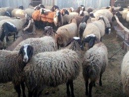 ۲۰۰ راس گوسفند برای نیازمندان کرمانشاهی در عید فطر ذبح می شود