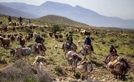 کرونا کوچ بهاره عشایر آذربایجان غربی را به تعویق انداخت