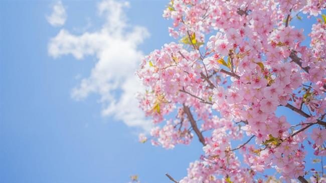 Iranians celebrate Nowruz, use video calls amid coronavirus outbreak