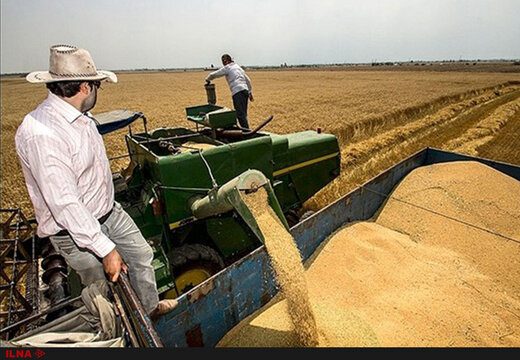 رشد 56 درصدی خرید تضمینی گندم از کشاورزان کرمانشاه