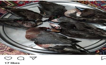 فضای مجازی شکارچی غیر مجاز مهابادی را به دام انداخت