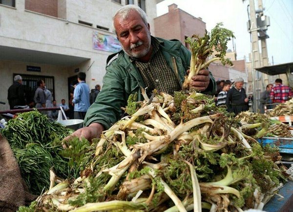برداشت و فروش گیاهان خوراکی در روانسر ممنوع است
