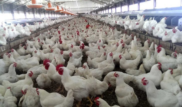 استاندار آذربایجان غربی خواستار لغو عوارض صادراتی مرغ گوشتی شد